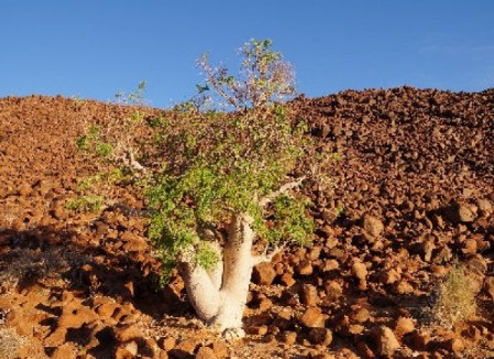 Namibia Wüstenbaum